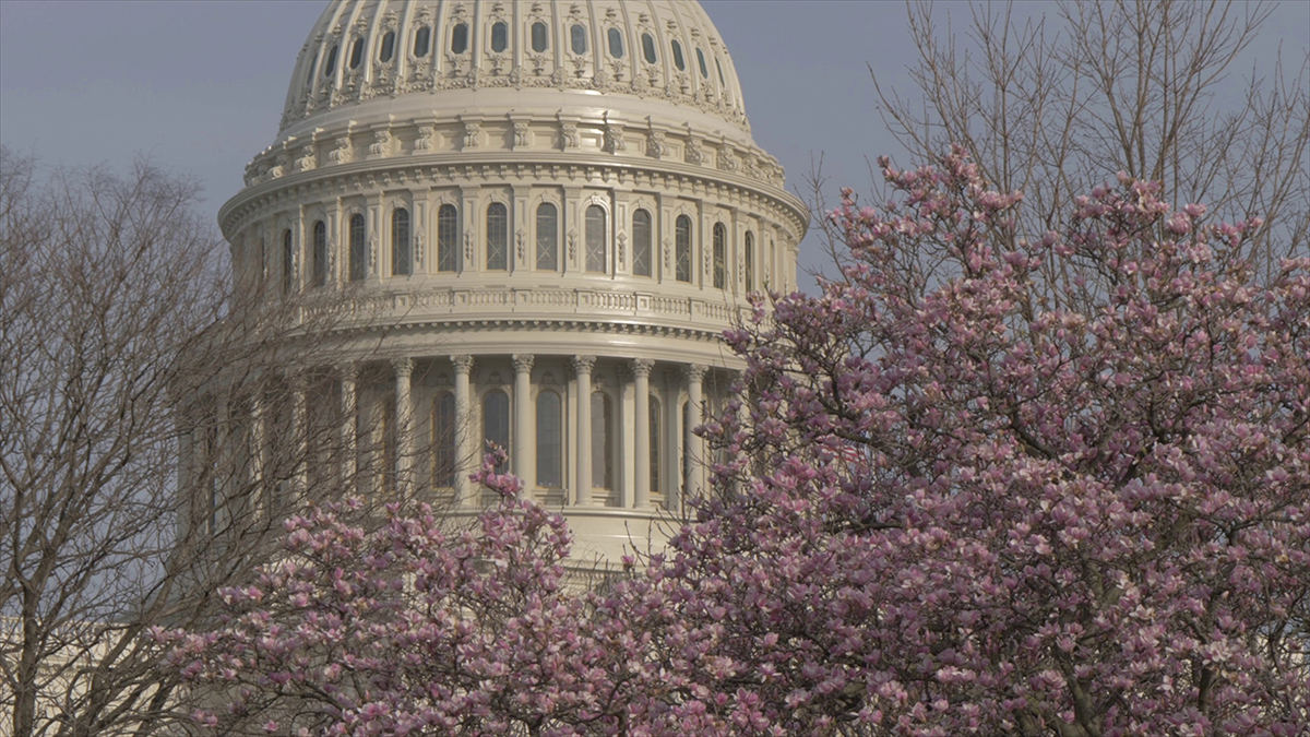 US Capital Cherry Blossoms